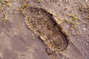 Septic drain field problems lead to flooded yard.